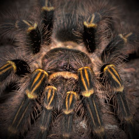 Grammostola Pulchripes