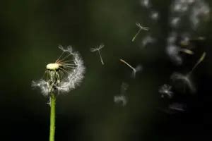 Wind-pollination - Gardening ABC