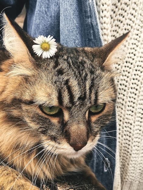 Gato bonito e engraçado margarida em sua orelha tabby maine coon