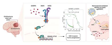 Igfbp5 Is An Ror1 Ligand Promoting Glioblastoma Invasion Via Ror1her2