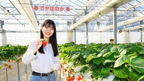 3種のいちごが2時間食べ放題！「堺・緑のミュージアム ハーベストの丘」いちご狩り体験レポ Antenna アンテナ