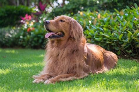 Adorable Dark Red Golden Retriever Puppies - l2sanpiero