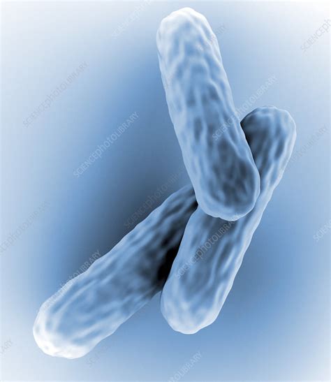 Tuberculosis bacteria - Stock Image - B220/1741 - Science Photo Library