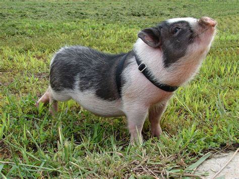 Free Potbellied Pig Wallpaper download - Animals Town