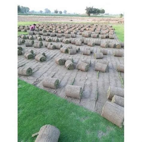 For Lawn Full Sun Exposure Natural Nilgiri Grass At Rs 12 Square Feet