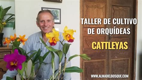 Taller Virtual De Cultivo De Orqu Deas Cattleya Alma Del Bosque Youtube