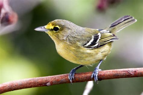 Providenciales Caribbean Birding Trail