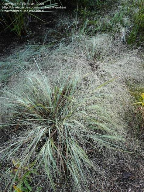 Plantfiles Pictures Elliott S Love Grass Blue Eros Eragrostis Elliottii By Floridian