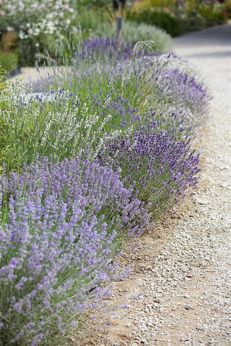 Echter Lavendel Lavandula Bild Kaufen 13702048 Gartenbildagentur