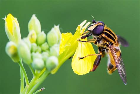 Primer Plano De La Flor Polinizada Por Las Abejas Foto Premium