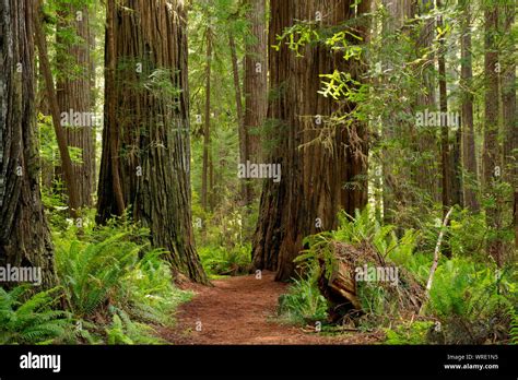 Ca03522 00california Prairie Creek Trail Through The Redwood