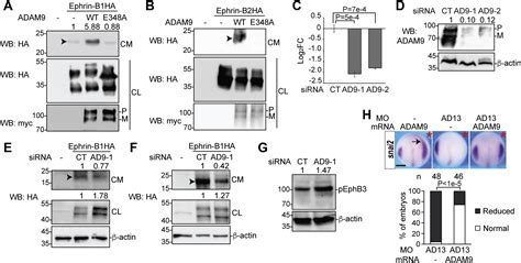 Metalloprotease ADAM9 Cleaves Ephrin B Ligands And Differentially