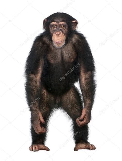 Young Chimpanzee standing up like a human - Simia troglodytes (5 Stock ...