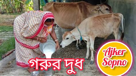 স্বপ্নে গরুর দুধ দেখলে কি হয় স্বপ্নে গরুর দুধ খেতে দেখলে কি হয়গরুর