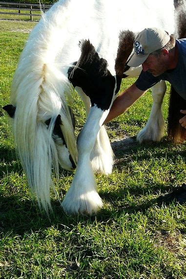 Jenns Blue Eyed Stallion At Gypsy Caravanners