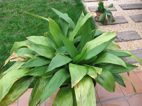 La Aspidistra Plantas