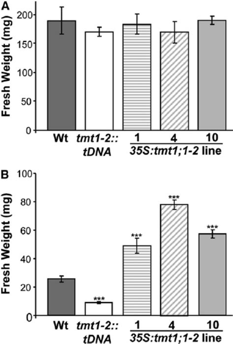 Fresh Weight Of Wild Type Wt And Tmt Mutant Arabidopsis Plants Grown