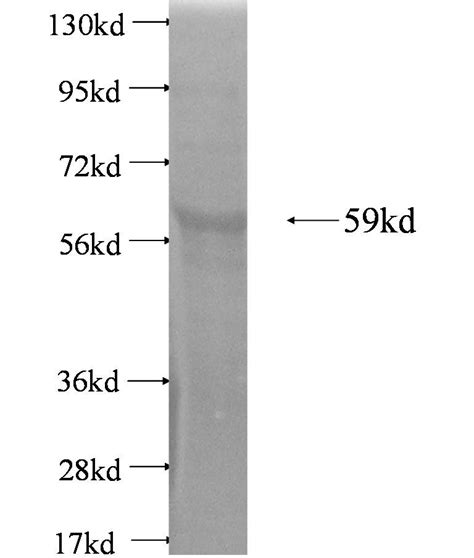 TRIM23 Fusion Protein Ag3302 Proteintech