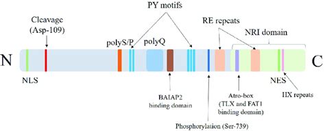 Schematic Of Atrophin Protein The Nuclear Localization Signal Nls