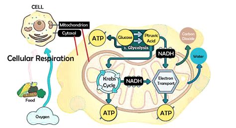 Photosynthesis Definition - JavaTpoint