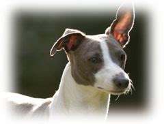 Greyhound – Dog Training Guide