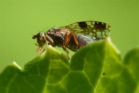 Diptera Info Discussion Forum Tephritis Cf Separata