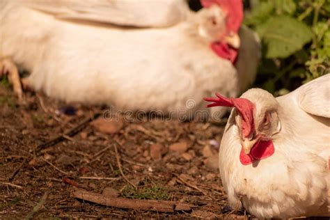 Gallinas De La Leghorn Blanca Foto De Archivo Imagen De Ganado