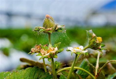 How To Identify, Control, & Prevent Spider Mite Damage On Houseplants