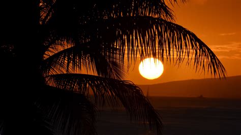 Download Wallpaper 2560x1440 Palm Tree Branches Sea Sunset Dark