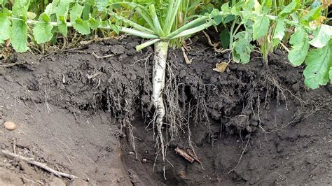 Tillage Radish Cover Crop