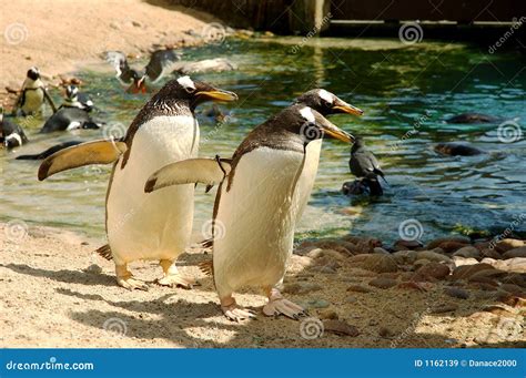 Penguin Mafia Stock Image Image Of Wildlife Beach Walk 1162139