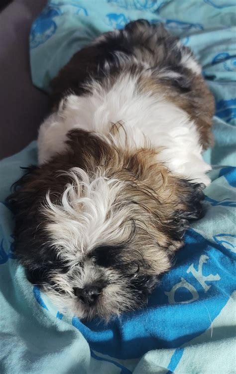 Piesek Suczka Shih Tzu Ropczyce OLX Pl