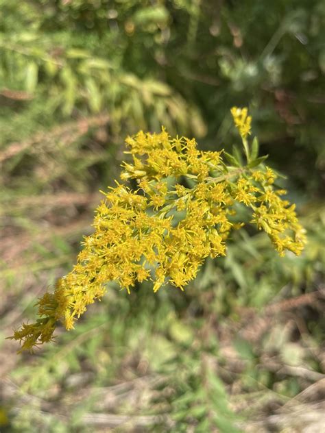 Goldenrods From Freeman Lake Park Elizabethtown Ky Us On September