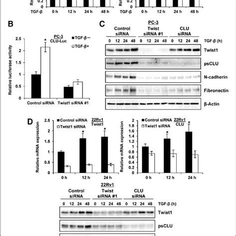 Tgf B Induces Emt Via A Twist Cludependent Pathway A Pc Cells