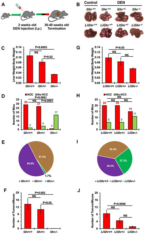 Den Induced Hcc In Ghr And Ghr Mice Resembles To A Great Extent