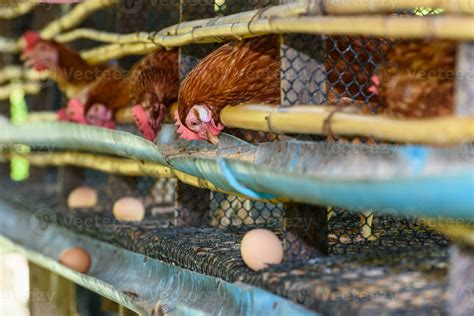 Egg chicken farm in rural Thailand 29934730 Stock Photo at Vecteezy