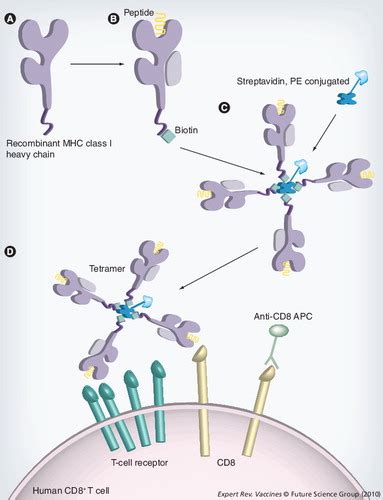 Full Article Mhcpeptide Tetramers For The Analysis Of Antigen