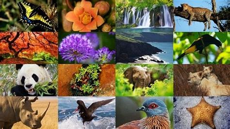 ℹ Biodiversidad ️ Su Importancia En El Mundo ️