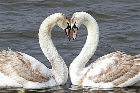 Swan Love Swan Love Swan Love