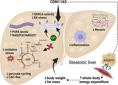 Pharmacological Serca Activation Limits Diet Induced Steatohepatitis