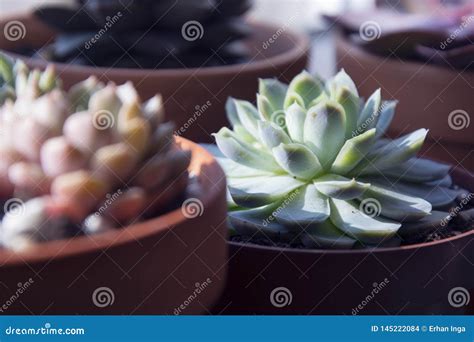 Succulents Various Echeveria Indoor Plants In Pots Mix Of Beautiful