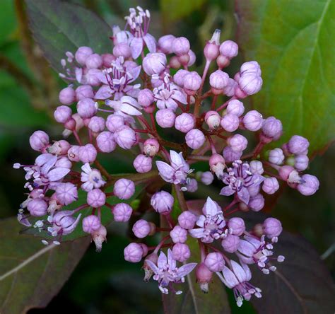 Dichroa Febrifuga Hydrangeaceae Nepal To S China Blu Flickr