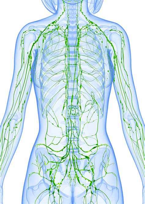 anatomia del sistema linfático