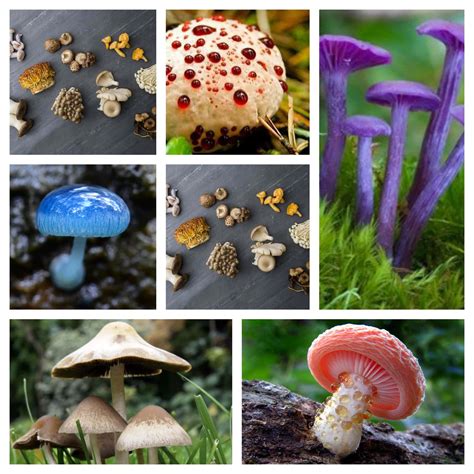 Mushroom Collage Wallpapers Wallpaper Cave