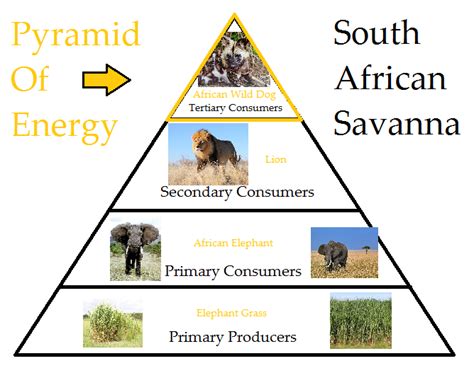 Pyramids The Savanna Biome