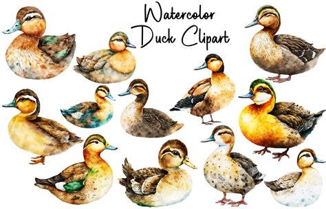 Watercolor Duck Clipart Graphic By Cool Worker · Creative Fabrica