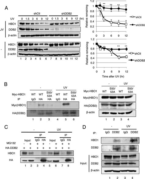 Hbo1 Interacts With Ddb2 In Response To Uv Damage A Depletion Of