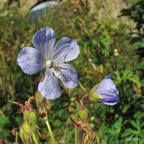 G Ranium Des Pr S Geranium Pratense G Ranium Langage Des Fleurs