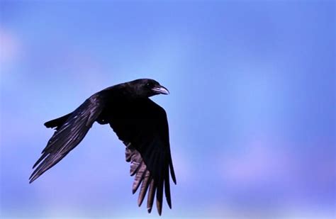 American Crow Description Habitat Image Diet And Interesting Facts