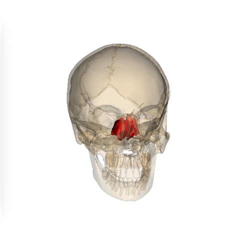 Ethmoid Bone Most Deep Of The Skull Lies Between Sphenoid And Nasal